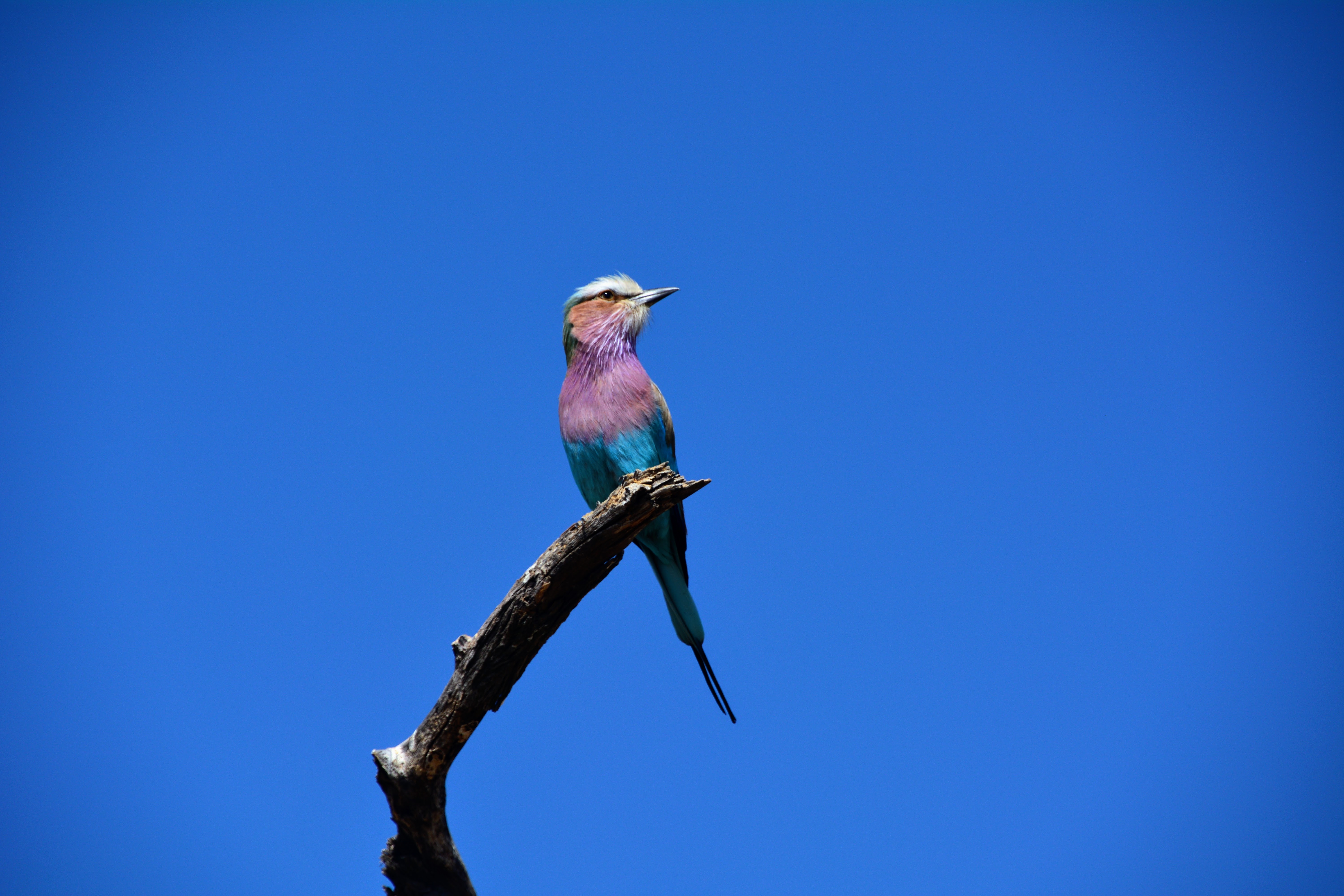 Lilac-breasted Roller