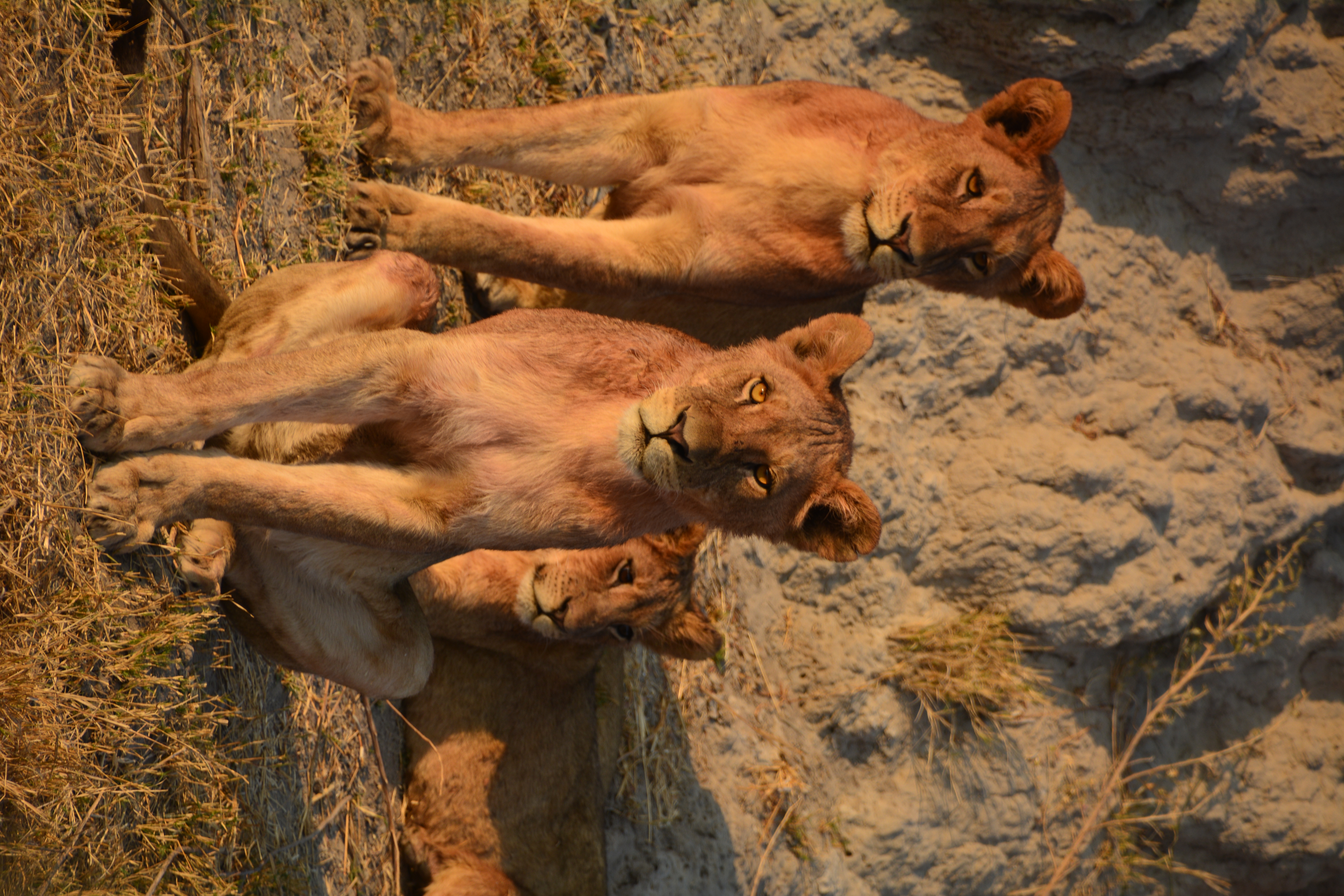 Lionesses